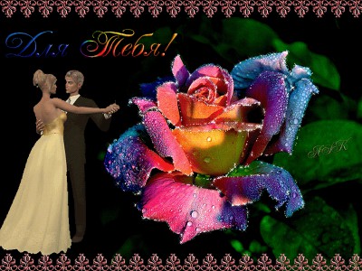 Роза перелив