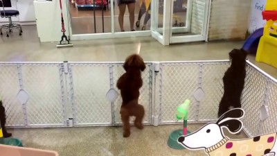 Пуделя забирают из дневного приюта