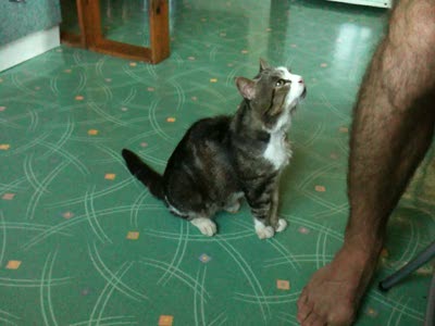 Попрошайка