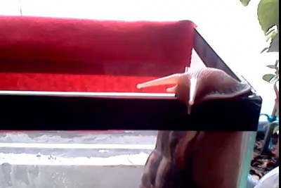 Побег улитки