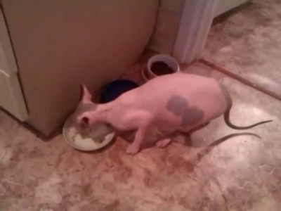 нормально чо