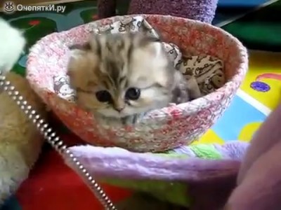 Милый котенок...