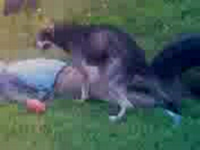 вот эта сабака