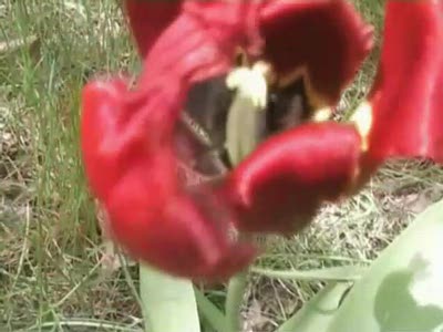 Knorkator - Wie weit ist es bis zum Horizont