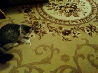 Котейка и трубочка