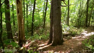 Сучок обломился