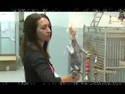 Оскар - лысый попугай 