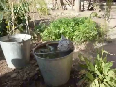 А еще говорят,что кошки воды боятся!