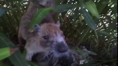 Банановая крыса