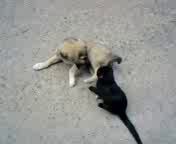 Обмен блохами