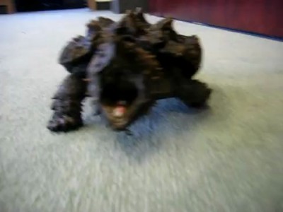 Angry Alligator Snapping Turtle charging camera man to attack!!!