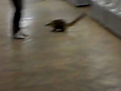 Странный зверь