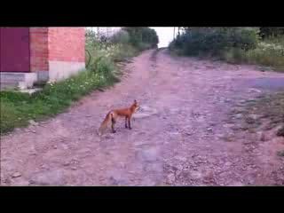 Лисы едят печенье