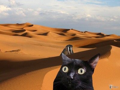 спасите котэ