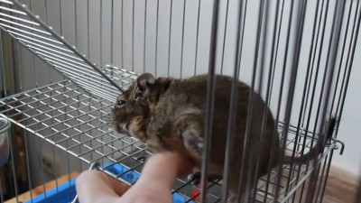 ласковый дегу