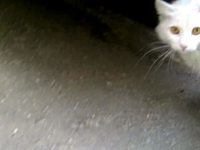 Несостоявшийся котобаттл