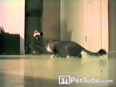 сюрприз для кота