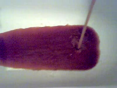 куц