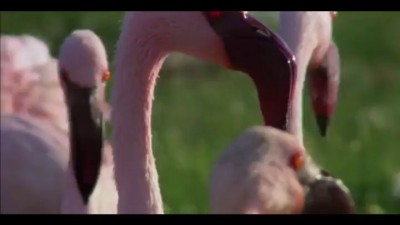 Орёл охотится на фламинго