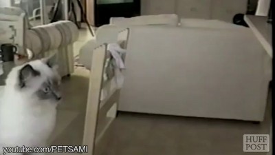 эпические полеты котов