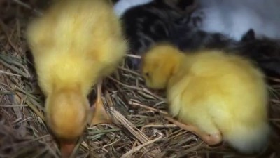 AMAZING Cat Feeding Ducklings