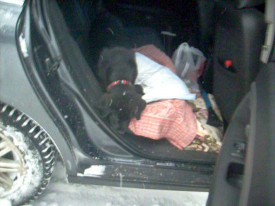 первый выход на снег собакена ))