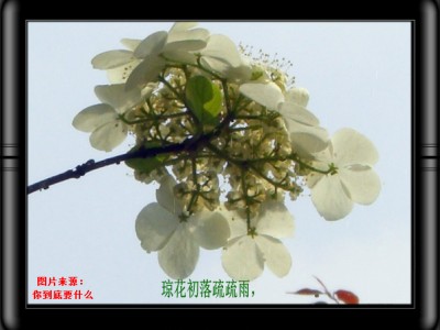 Калина ранний дождь