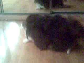 собака и кошка2