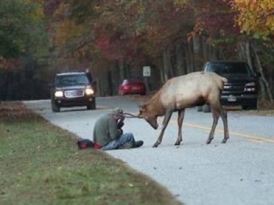 Лось против фотографа