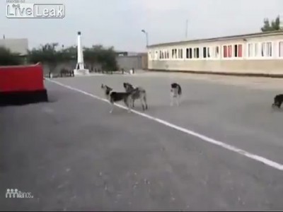 Наши собаки - патриоты 