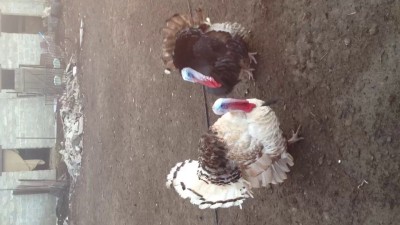 Пытаюсь общаться