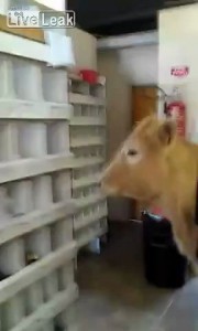 Когда тёлка приходит в гости