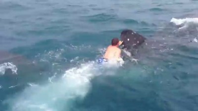 Катай меня, большая акула!