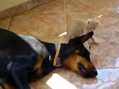 Просыпайся, яхочу играть