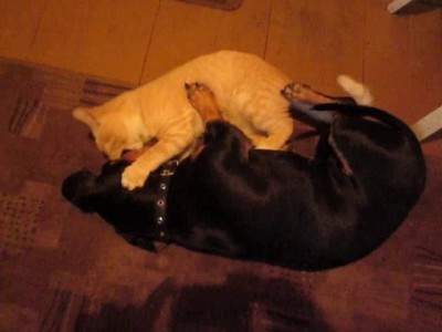 Жестокая битва кота и собаки