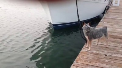 Выдра и собака