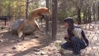 Лиса попрыгунья