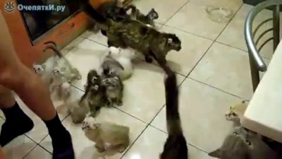 Тихий кошачий ужас!