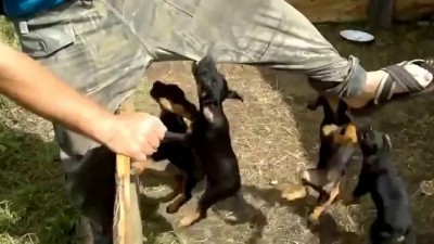 Puppies still such small, and already such angry