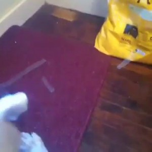 roxywantstochangethewindow