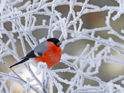 timer small bullfinch00010