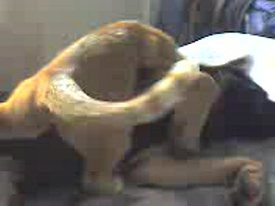 Бои без правил