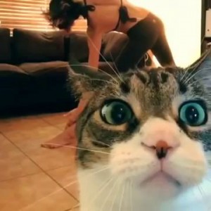 Кот и девушка