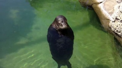 Крутится-вертится