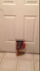 Толстый кот