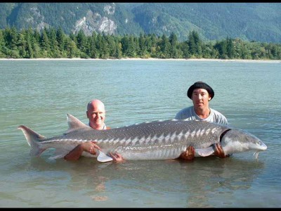 коммунальная россия