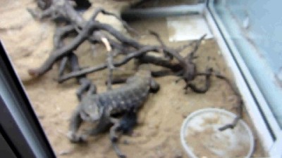 сатана жрёт