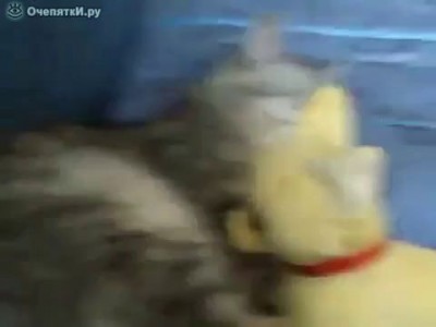 Как разбудить котэ