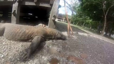 Комодо с острова Комодо