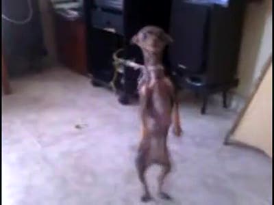 Собачий танец